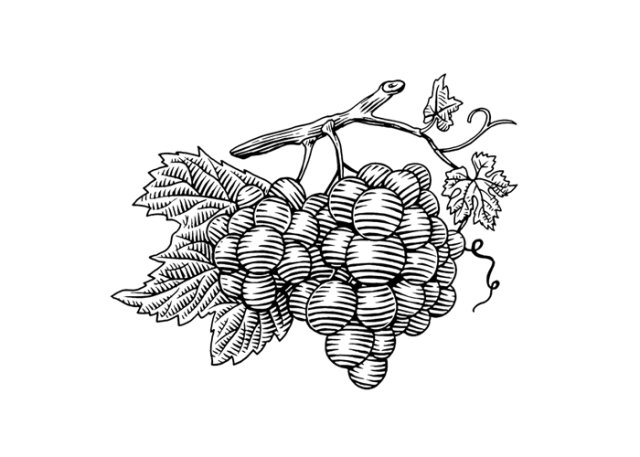 Grapes Cluster Woodcut